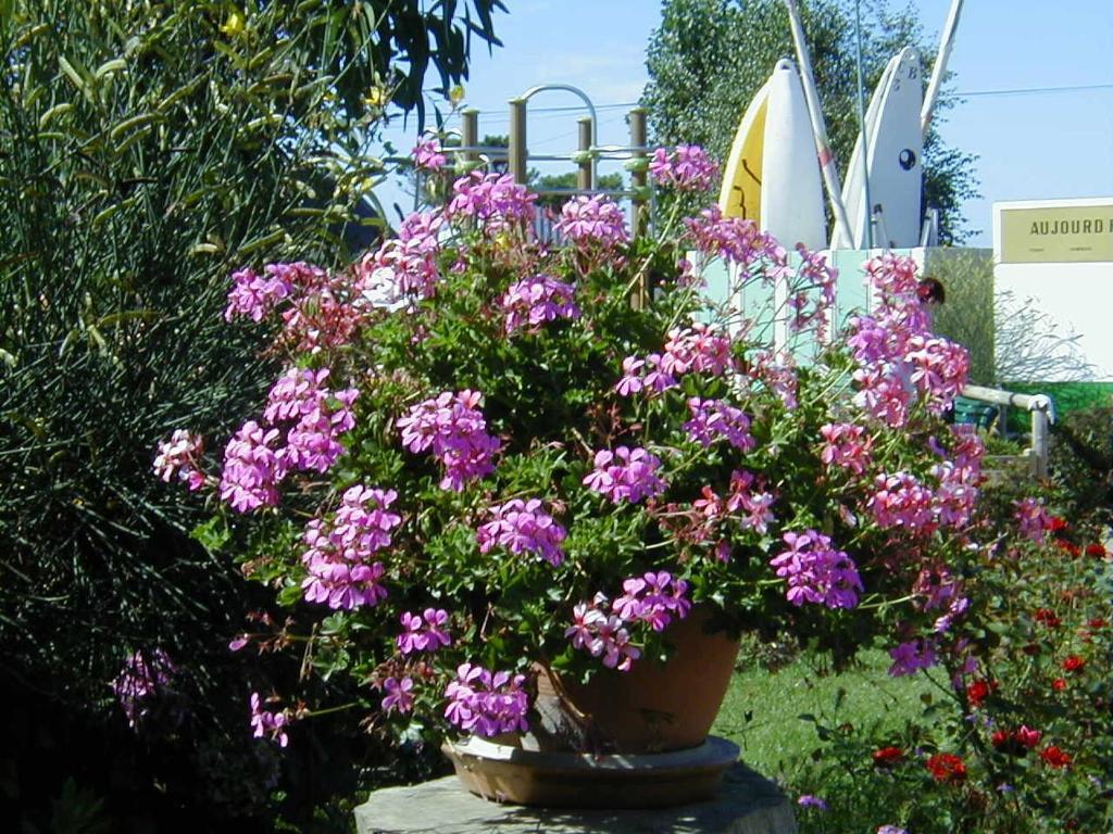 Camping De La Baie La Trinité-sur-Mer Exterior foto